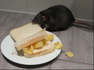 Black rat munching on white Quavers sandwich